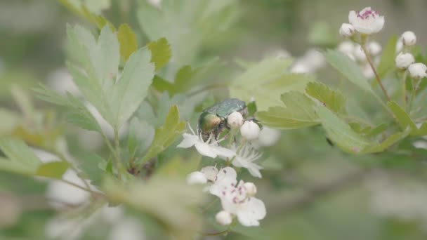 Vídeo Cerca Del Escarabajo Verde Rose Chafer Cetonia Aurata Bebiendo — Vídeos de Stock