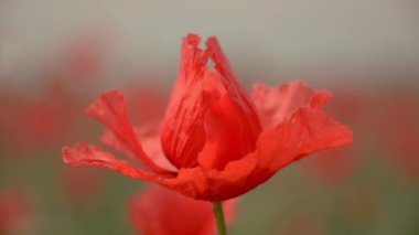 Rüzgarda sallanan kırmızı haşhaş. İzole edilmiş bulanık arkaplan. Makro çekim.