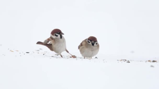 Bruants Des Arbres Eurasiens Passer Montanus Mangeant Des Graines Sol — Video