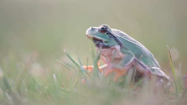 Боковой Макроснимок Европейской Древесной Лягушки Hyla Arborea Сидящей Траве Прыгающей — стоковое видео