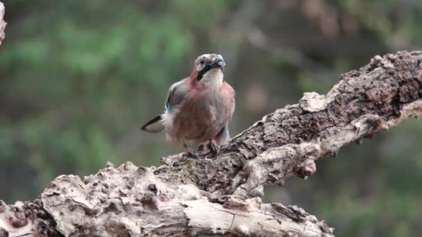 Eurasian Jay Garrulus Glandarius 나뭇가지에서 씨앗을 먹는다 초록빛 요새의 — 비디오