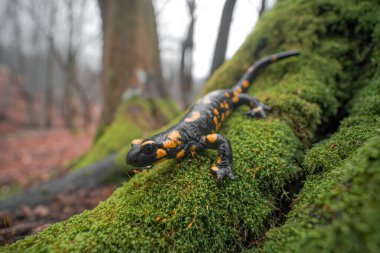 Yeşil ıslak yosunların üzerinde oturan ateş semenderinin (Salamandra semenderinin) tam vücut pozu. Arka planda orman var. Sığ alan derinliği