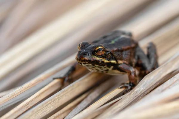 Macro Shot Marsh Frog Pelophylax Ridibundus Sitting Dry Yellow Grass — Fotografia de Stock