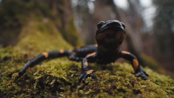 Zblízka Čelní Pohled Dýchání Stále Ohnivý Salamandr Salamandra Salamandra Sedící — Stock video