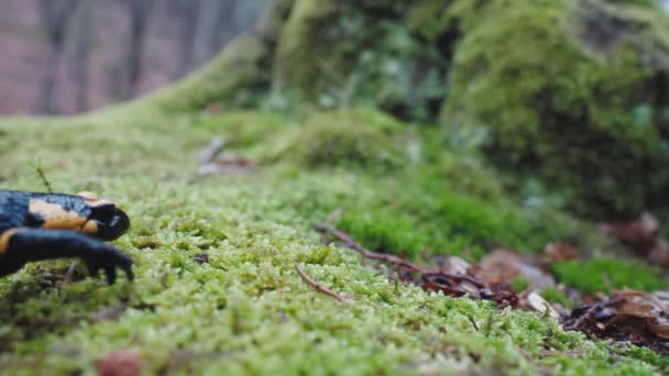 火蜥蜴 火蜥蜴 进入框架 行走在潮湿的苔藓地面和秋天的树叶上 — 图库视频影像