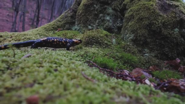 湿った苔むした地面や秋の葉の上を歩く火のサラマンダー サラマンドラ サラマンドラ 背景にある木 — ストック動画