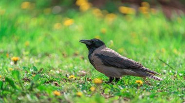 Taze yeşil çimen ve sarı karahindiba tarlasında Kapüşonlu Karga 'nın (Corvus cornix) yakın görüntüsü