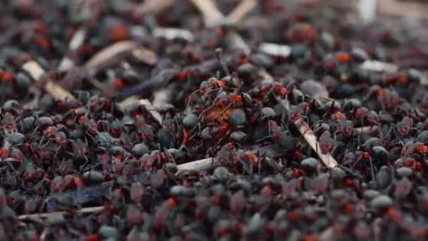 서식지가 개미집의 나뭇가지 이동하는 모습을 — 비디오