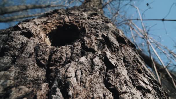 Vista Basso Angolo Della Colonia Formiche Che Entra Esce Dalla — Video Stock