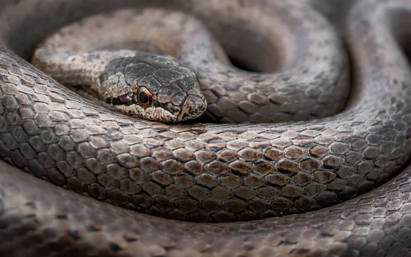 Primer Plano Macro Disparo Serpiente Lisa Espiral Coronella Austriaca — Foto de Stock