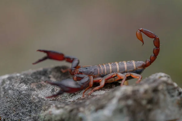 Close Macro Shot Small Wood Scorpion Euscorpius Deltshevi Gray Stone — Stock Photo, Image