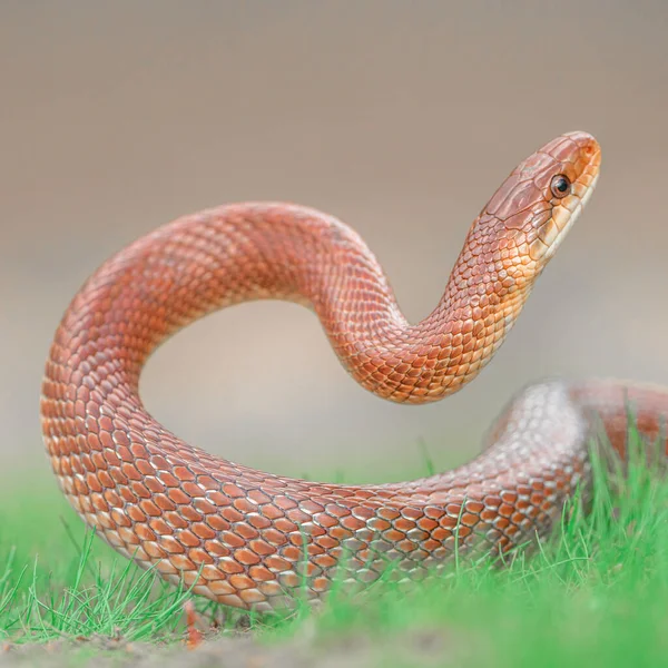 Primer Plano Macroplano Serpiente Esculápica Curvada Zamenis Longissimus Posición Vertical — Foto de Stock