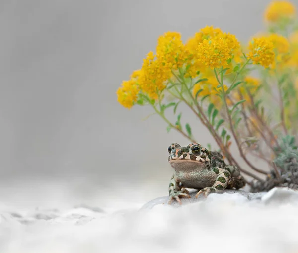 Macro Tiro Sapo Verde Europeu Bufotes Viridis Sentado Sob Flor — Fotografia de Stock