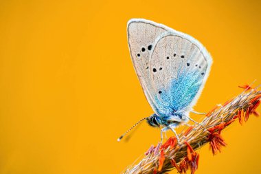 Daha az kızgın bakır (Lycaena thersamon) kelebeğin yakın çekim makro görüntüsü sarı çimen ipliğine tünemişti. Parlak turuncu arka planda izole edilmiş. Sığ alan derinliği