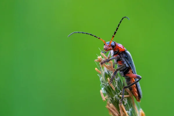 Close Macro Shot Cantharis Sitting Top Green Flower Isolated Green — Stock Photo, Image