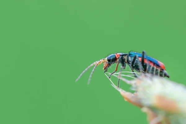 Bir Çiçeğin Tepesinde Oturan Küçük Siyah Kırmızı Böceğin Yakın Plan — Stok fotoğraf
