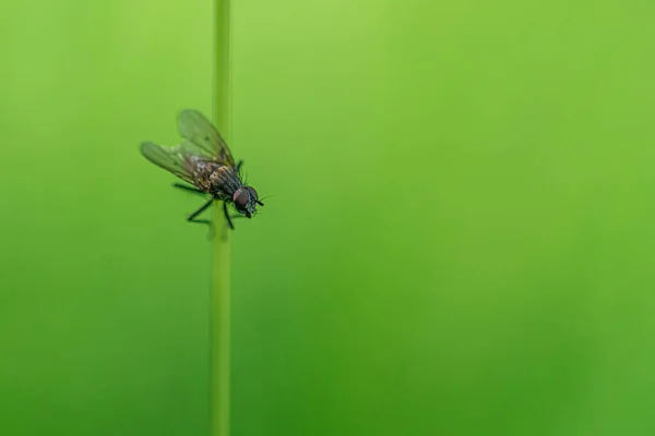 Close Macro Shot Fly Perched Strand Grass Isolated Blurred Green — Stock Photo, Image