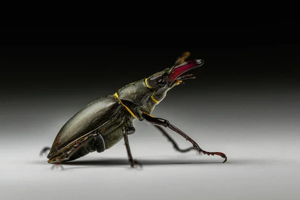 欧洲雄鹿甲虫 Lucanus Cervus 侧视图 在深灰色和黑色背景下被分离 工作室宏观摄影 — 图库照片