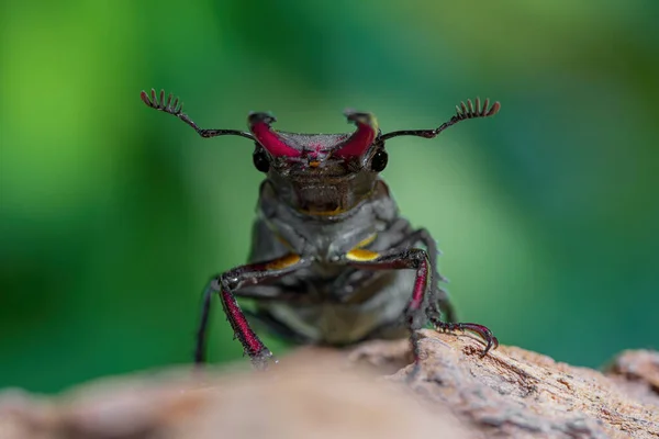 ぼやけた緑の背景に隔離された赤い石の上のオスのヨーロッパの鹿甲虫 Lucanus Cervus の正面図 屋外マクロ写真 — ストック写真