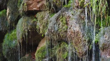Yosun taşlarına damlayan suyun yakın görüntüsü