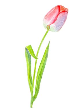 Yalnız kırmızı lale