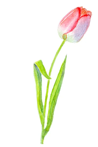 Magányos piros tulipán — Stock Vector