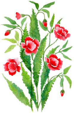 Kırmızı haşhaş buketi