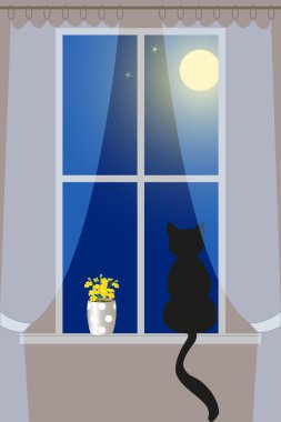 pencere üzerinde kedi