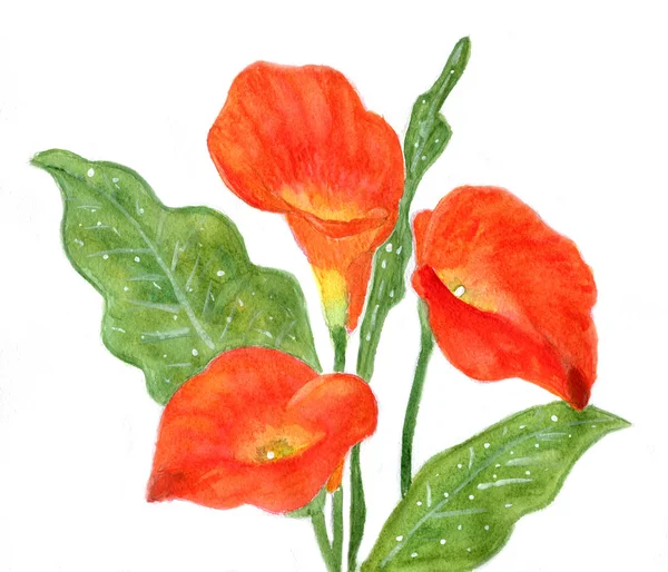 Röd calla — Stockfoto