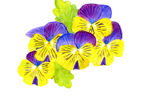 Pansy flores — Fotografia de Stock