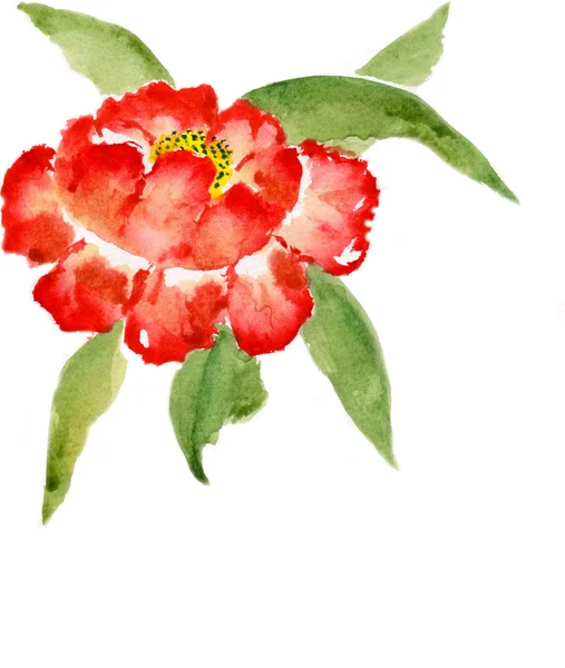 Peony red — Stock Photo, Image