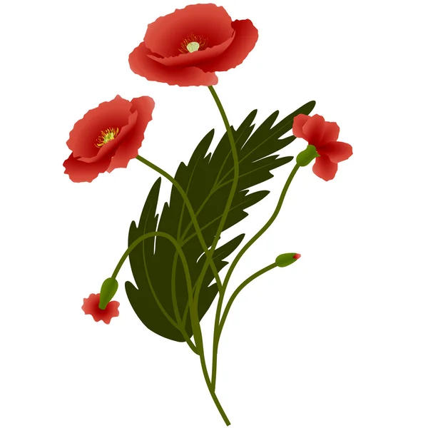花束红色罂粟花 — 图库矢量图片