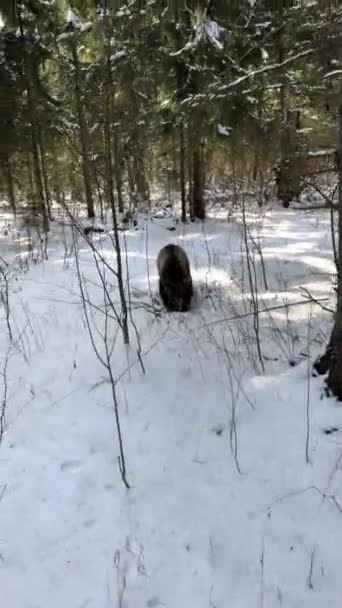 Invierno Oso Pardo Corre Bosque Nevado Wnter Bosque — Vídeos de Stock