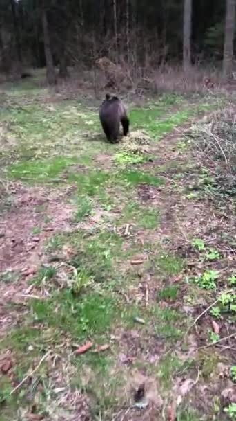 Маленький Годовалый Медведь Бегает Весной Лесу Лазает Деревьям — стоковое видео
