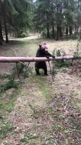 Mały Jednoroczny Niedźwiedź Biegający Lesie — Wideo stockowe