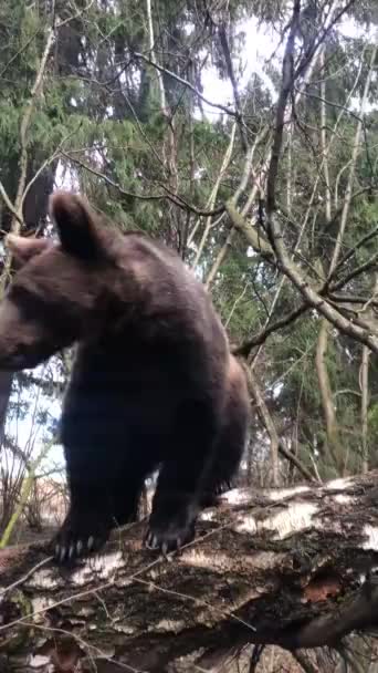 Oso Bosque Árbol Muestra — Vídeos de Stock