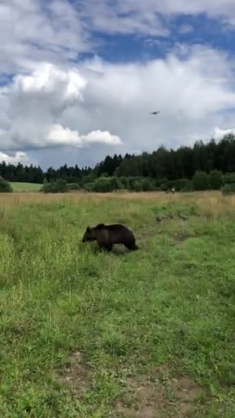 Orso Sul Campo Orsacchiotto Caccia Drone — Video Stock