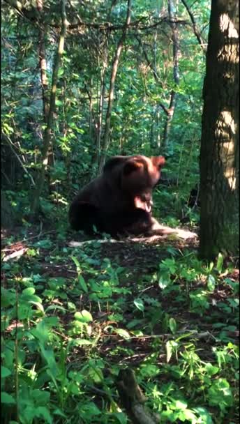 Medvěd Hraje Lese — Stock video