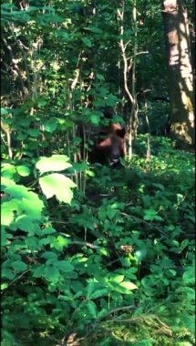 Ayı tatlı yer. Oyuncak ayı sıcak bir günde bir su birikintisinde banyo yapar.
