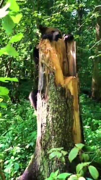 Urso Árvore — Vídeo de Stock