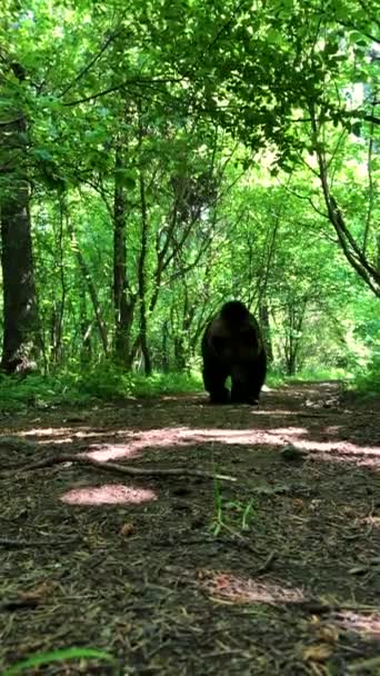 Медведь Летнем Лесу — стоковое видео
