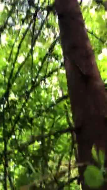 Niedźwiedź Drzewie — Wideo stockowe