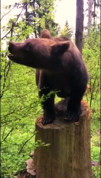 Αρκούδα Στο Καλοκαιρινό Δάσος — Αρχείο Βίντεο