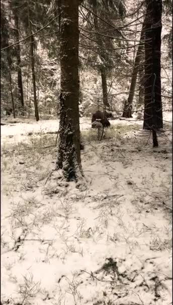 Urso Floresta Inverno — Vídeo de Stock