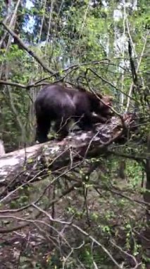 Bir kahverengi ayı kapalı bir ormanda yürür..
