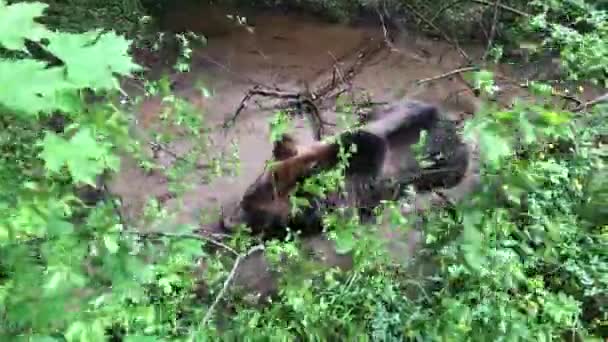 Orso Piedi Vicino Fiume — Video Stock