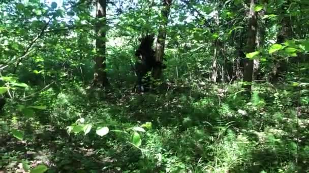 Urso Marrom Caminha Uma Floresta Fechada — Vídeo de Stock