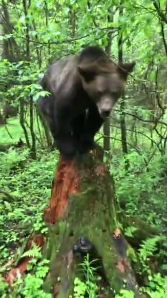 Urso Pardo Ursus Arctos — Vídeo de Stock