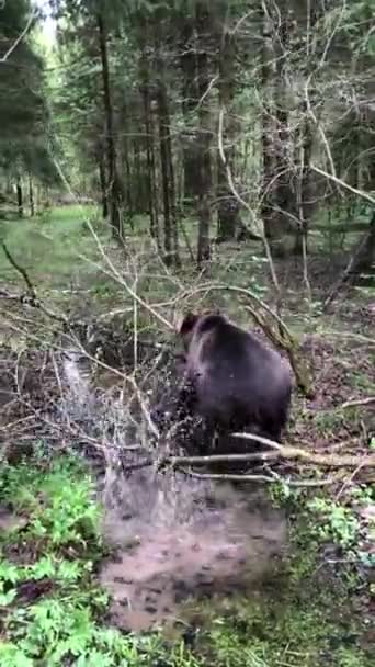 Brązowy Niedźwiedź Przechodzi Przez Bagna Zabawa Wodzie — Wideo stockowe