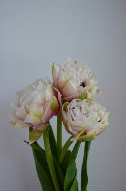 İlkbaharda ilk ortaya çıkanlar arasında laleler de var. Kırılgan ve narinler, tazelik ve neşe dolular. Melankoli ve kötü ruh halini uzaklaştırıyorlar, seni güldürüyorlar..